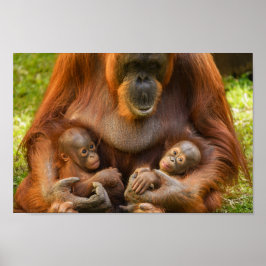 Póster Madre de Orangutan sosteniendo dos bebés