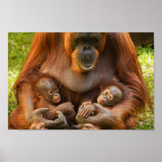 Póster Madre de Orangutan sosteniendo dos bebés (Frente)