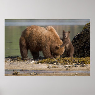 Póster Madre de oso pardo con cachorro en una playa