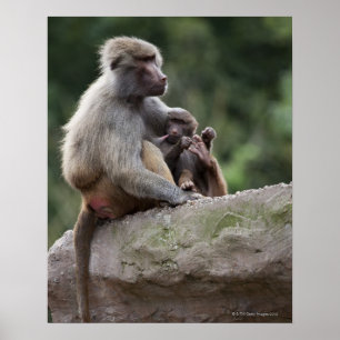 Póster Madre del babuino que cuida sus jóvenes