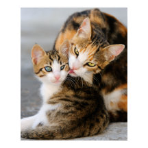 Madre gata ama al lindo gatito