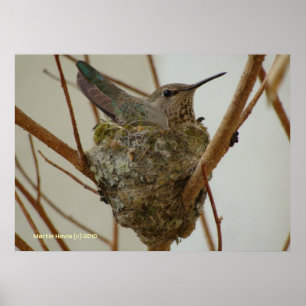 Póster Madre Hummingbird