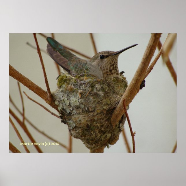 Póster Madre Hummingbird (Frente)