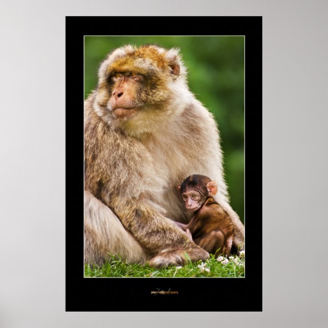Póster Madre Macaque y bebé (Frente)