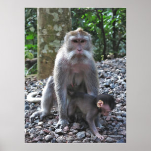 Póster Madre Macaque y bebé