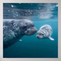 Madre Narwhal y ternera - Primer baño en el Ártico