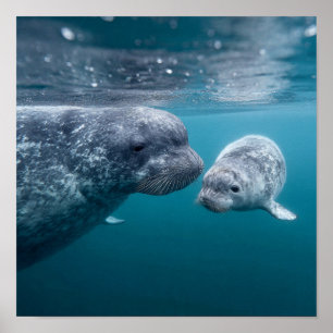 Póster Madre Narwhal y ternera - Primer baño en el Ártico