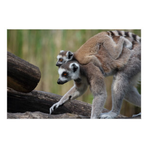 Póster Madre Y Bebé De Lemur De Canto