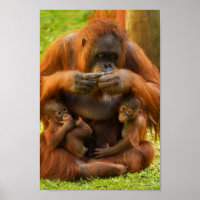 Madre y bebé de Orangután