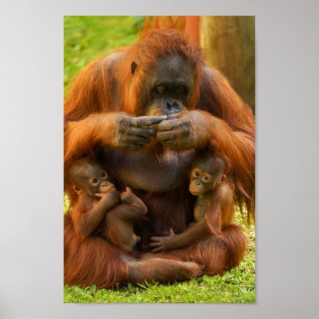 Póster Madre y bebé de Orangután (Frente)