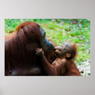 Póster Madre y bebé de Orangután