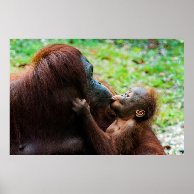 Póster Madre y bebé de Orangután (Frente)
