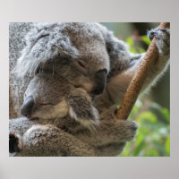 Madre y bebé joey koalas durmiendo