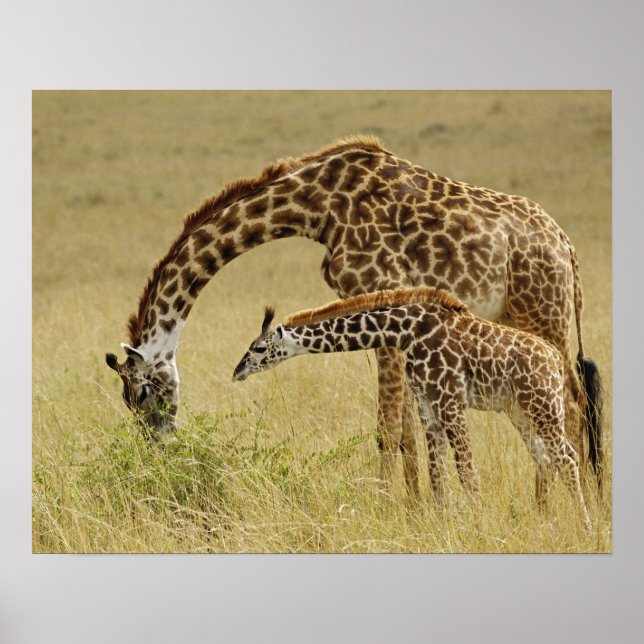 Póster Madre y bebé Masai Giraffe, Giraffa (Frente)