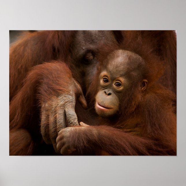 Póster Madre y bebé orangután en el zoológico (Frente)