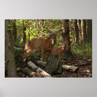 Póster Madre y ciervo bebé en el Parque Nacional Shenando