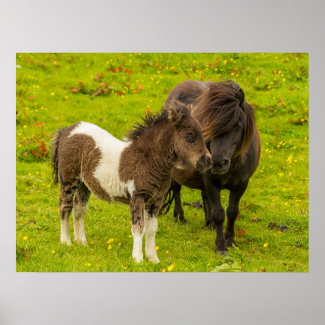 Póster Madre y cría de pony de Shetland (Frente)