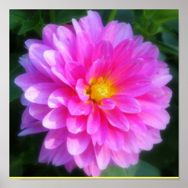 Póster Magenta Flower Poster (Frente)