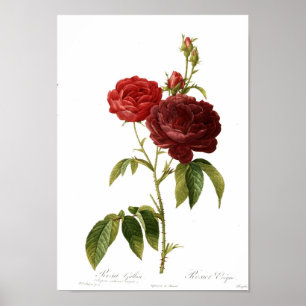 Póster Magna del purpuro-violacea del gallica de Rosa