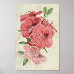 Póster Magnet Botánico Vintage Azalea