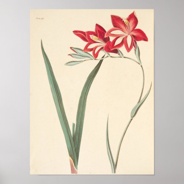 Póster Magnífica Bandera De Maíz (Frente)