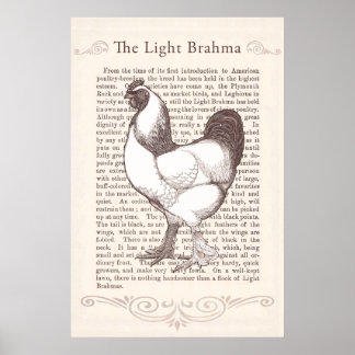 Póster Magnífica Cocina Brahma Rooster Country