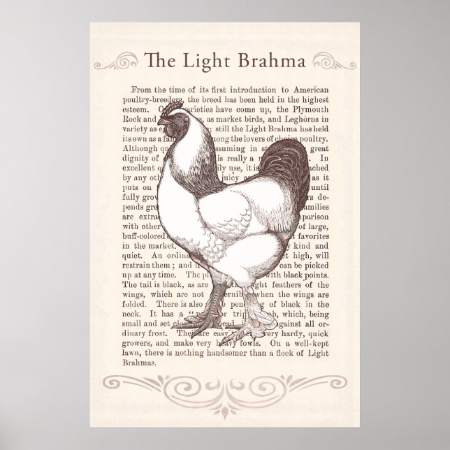 Póster Magnífica Cocina Brahma Rooster Country (Frente)
