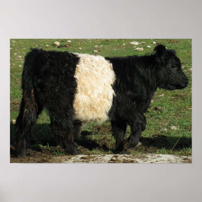 Póster Magnífica corbata Galloway Steer Beltie (Frente)