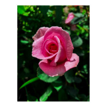 Magnífica foto del poster de la flor rosa rosa ros