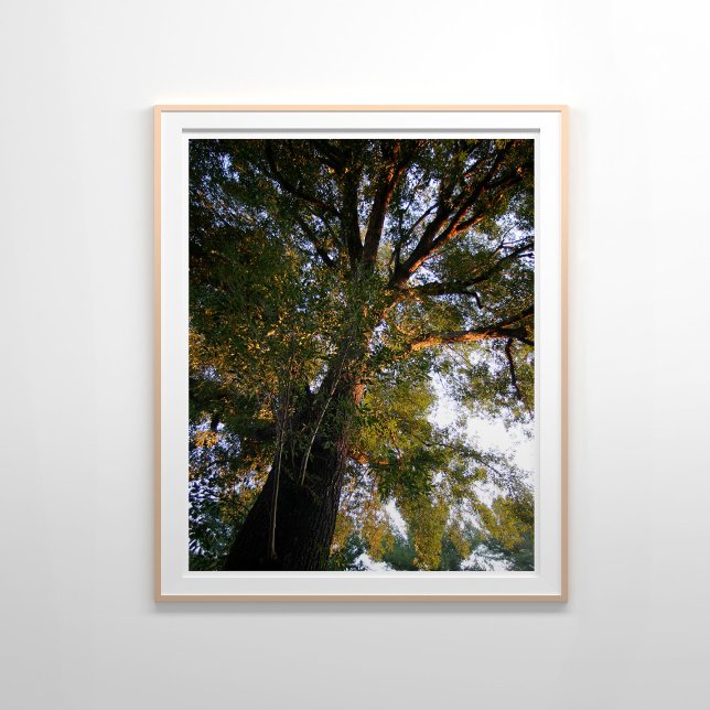 Póster Magnífica Fotografía iluminada por el árbol de cen (Subido por el creador)