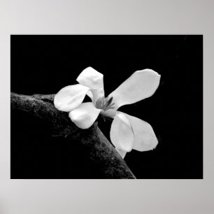 Póster Magnífica Magnolia en Blanco y Negro