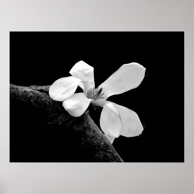Póster Magnífica Magnolia en Blanco y Negro (Frente)