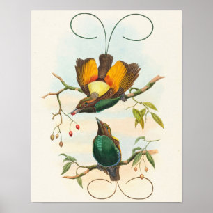 Póster Magnifico Ave del Paraíso por John Gould