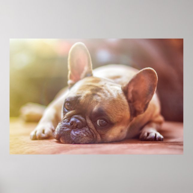 Póster Magnífico bulldog francés tumbado (Frente)