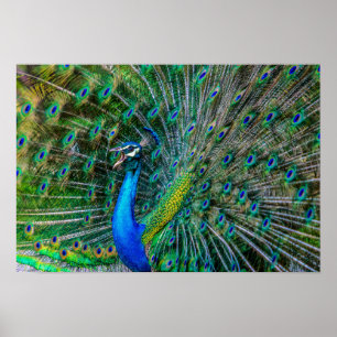 Póster Magnífico pavo real con sus plumas de cola abierta