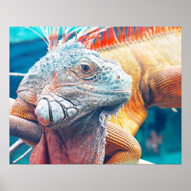 Póster Magnífico Poster colorido de Iguana (Frente)