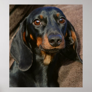 Póster Magnífico retrato animal de dachshund