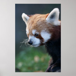 Póster Magnífico retrato de panda rojo