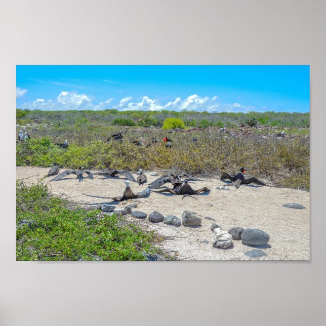 Póster Magníficos Frigatebirds Secando Sus Alas (Frente)