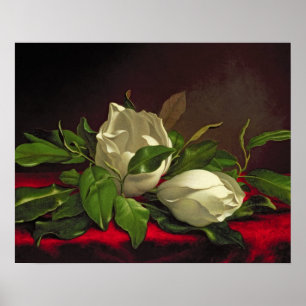 Póster Magnolia