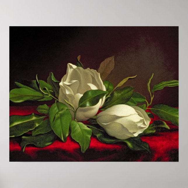 Póster Magnolia (Frente)