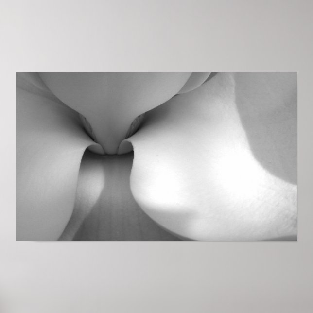 Póster Magnolia (Frente)