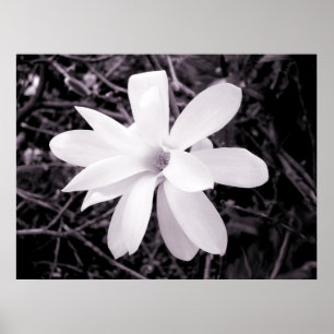 Póster Magnolia