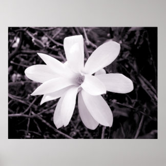 Póster Magnolia
