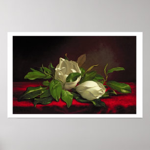 Póster Magnolia