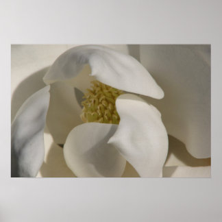 Póster magnolia