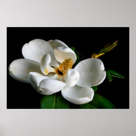 Póster Magnolia