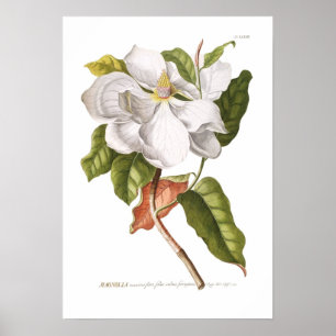 Póster Magnolia.