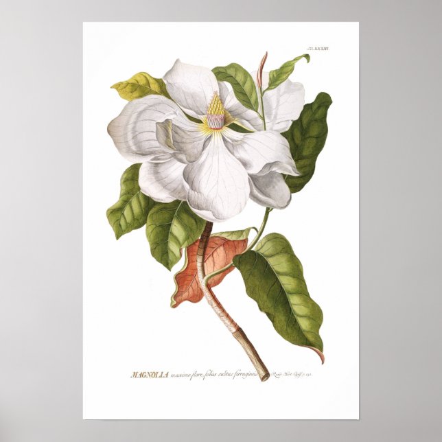 Póster Magnolia. (Frente)