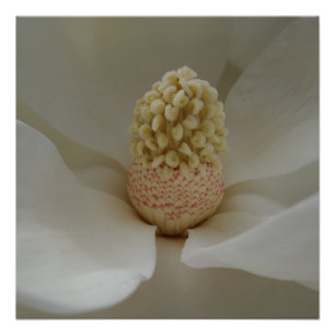 Póster Magnolia 20" x 20",Papel Poster,Semi-brillante
